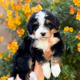 Yuma - Tri-color female Bernedoodle puppy in Gilbert, Arizona from 5280 Bernedoodles