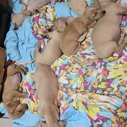Dachshund Puppies from Divine Doxies LLC