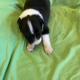 Taylor - Black tri-color female Australian Shepherd puppy in Hammond, Louisiana from Gold Ring Australian Shepherds