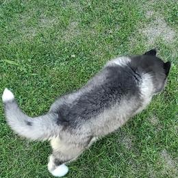 Siberian Husky Puppies from Xk siberians