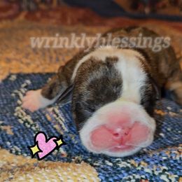 Poppy - Red brindle and white Bulldog puppy in Granville, Iowa from Wrinkly Blessings English Bulldogs