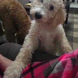 Bernedoodle and Double Doodle Puppies from ETX Dandy Doodle