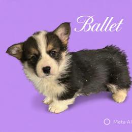 U-7 - Black and tan female Pembroke Welsh Corgi puppy in Sanford, Michigan from Tambali Pembroke Welsh Corgis