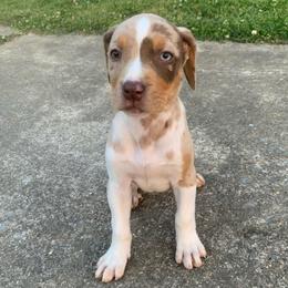 Female 1 - Red merle female Catahoula Leopard Dog puppy in Gadsden, Alabama from Rich Cat’s