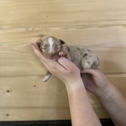 Girl 1 - Red merle female Toy Australian Shepherd puppy in Steelville, Missouri from Rafter 7E Aussies