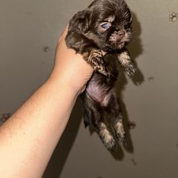 Cherry - Liver female Shih Tzu puppy in Madera Acres, California from California Shih Tzu’s