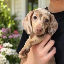 Danny - Dapple male Dachshund puppy in Madison, Wisconsin from SK Miniature   Dachshunds