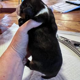 Miniature Australian Shepherd Puppies from Kusch Farm Mini Aussies