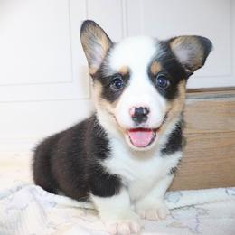AKC Green ID Boy - Black and tan male Pembroke Welsh Corgi puppy in Ash Flat, Arkansas from Arkansas Corgis