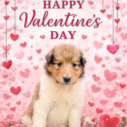 Olivia - Sable and white female Collie puppy in Carencro, Louisiana from Cajun Bayou's Collies LLC