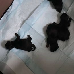 Double Doodle and Yorkipoo Puppies from Bella Dreamss LLC