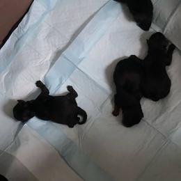 Double Doodle and Yorkipoo Puppies from Bella Dreamss LLC