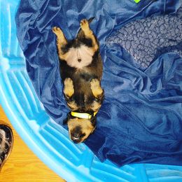 Rottweiler Puppies from Von Haus of Pearl