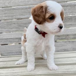 Poppy (Red) - Parti female Goldendoodle puppy in Twin Falls, Idaho from Magic Valley Family Doodles