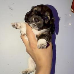 Scooby - Chocolate male Dachshund puppy in Lakeland Village, California from CA__Dachshunds