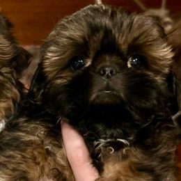 Sweet Potato - Red female Shih Tzu puppy in Nekoosa, Wisconsin from Brox Acres House of Fur LLC