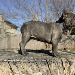 French Bulldog Puppies from Pettybilt Frenchies