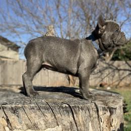 French Bulldog Puppies from Pettybilt Frenchies