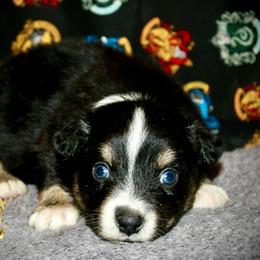 Oklahoma - Black tri-color female Australian Shepherd puppy in El Dorado Springs, Missouri from HP Aussie Kennels