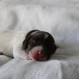Wyatt - Chocolate male Dachshund puppy in Lebanon, Tennessee from Thomas Dachshunds