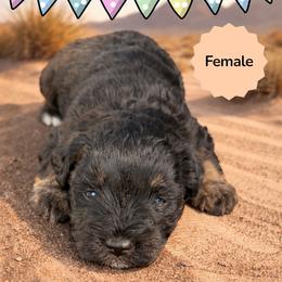 Female - Black and silver female Miniature Schnauzer puppy in Yerington, Nevada from The Schnauzer Lady
