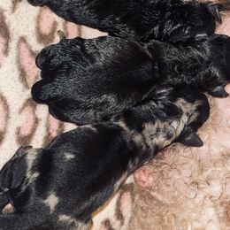 Assorted Doodle Crosses from Wild J Frenchies