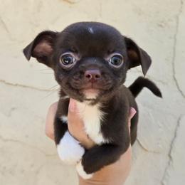 Choc m - Chocolate and white male Chihuahua puppy in Vineland, New Jersey from Royal Companion's