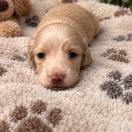 Willow - Cream female Dachshund puppy in Janesville, California from Elysian Creek Doxies