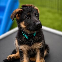 Light Blue Collar Male - BAKU - Black and red male German Shepherd puppy in Paso Robles, California from Central Coast German Shepherds