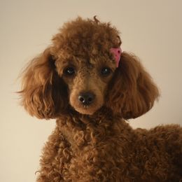 Paris - Poodle