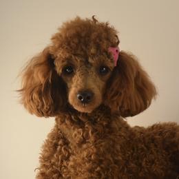 Paris - Poodle