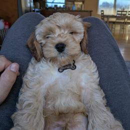 Brownie - Buff male Cockapoo puppy in California from Central Valley Scotties