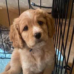Bubba blue - Red male Cavapoo puppy in Mesa, Arizona from Bubble-ishous Cavaliers, Cavapoos and Portadoodles