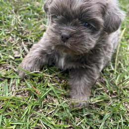 Ellis-Dyann - Silver and white female Shih Tzu puppy in Augusta, Georgia from Floofah la Woofah