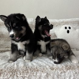 Siberian Husky Puppies from FamilyFur