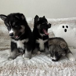 Siberian Husky Puppies from FamilyFur