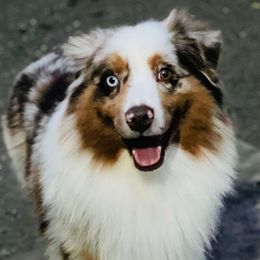 Dutton - Miniature American Shepherd