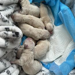 Golden Retriever Puppies from Laryssa Stefano