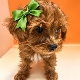 Mimi - Brown female Maltipoo puppy in Concord, California from Puppy Boutique