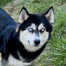 Annika - Siberian Husky