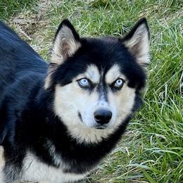 Annika - Siberian Husky