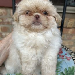 Girl 1 - White female Shih Tzu puppy in Texas from A Sassy Soul Shih-Tzu