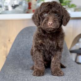 Disco - Chocolate male Goldendoodle puppy in St George, Utah from Doodle Bears of Southern Utah