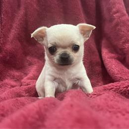 Viserys - Cream and white male Chihuahua puppy in Fort Myers, Florida from Gulfshore Chihuahuas