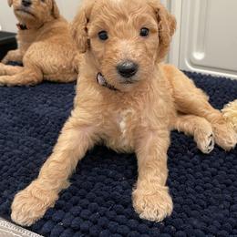 Aussiedoodle and Goldendoodle Puppies from Cozy Creek Doodles