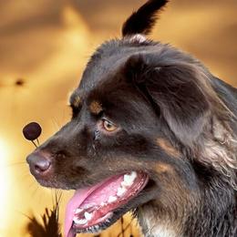 Echo - Miniature American Shepherd
