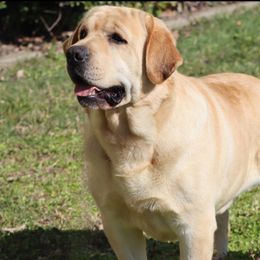Wags - Labrador Retriever