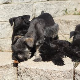 Miniature Schnauzers from Bearded Ladies