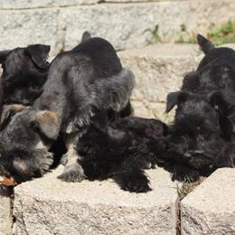 Miniature Schnauzers from Bearded Ladies