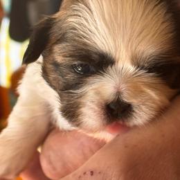 Wesley - Red and white female Shih Tzu puppy in Sutton, West Virginia from Meadow Lane Pups